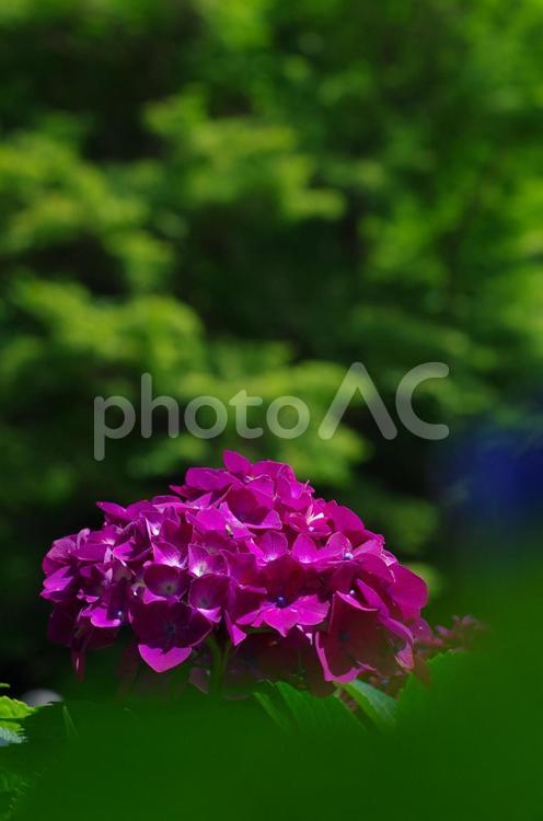 きれいに咲いた赤紫のあじさい 紫陽花,あじさい,アジサイの写真素材