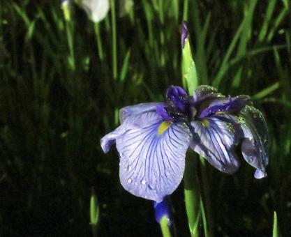 夜の花菖蒲 夜の花菖蒲の写真