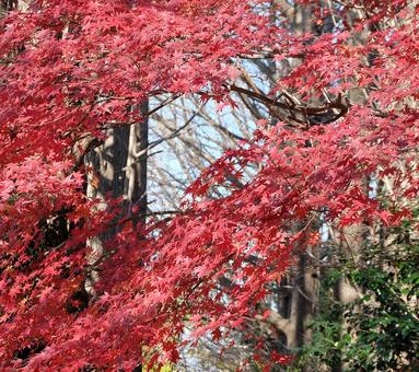 สีแดงของ Momiji ขึ้น, ต้นเมเปิล, เป็นธรรมชาติ, สวยงาม, JPG