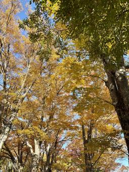 縦の秋 縦,林,秋の写真素材