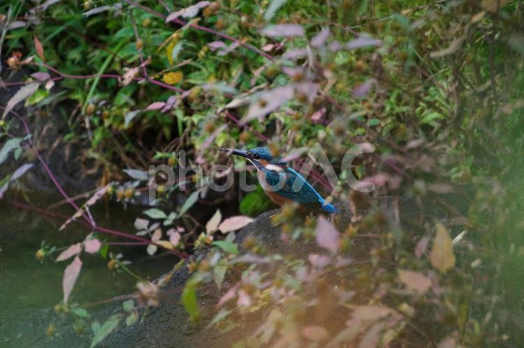 カワセミがやってきた カワセミ,青い鳥,くちばしの写真素材