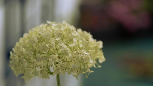 白い一輪の紫陽花の花 白い一輪の紫陽花の花の写真