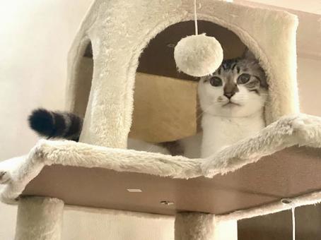 キャットタワーでまどろむシャム系猫さん キャットタワーでまどろむシャム系猫さんの写真
