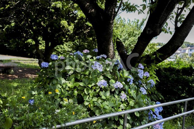 木漏れ日 木漏れ日,木,空の写真素材