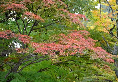 緑の中で美しく色づく木々2 木々,紅葉,黄葉の写真素材