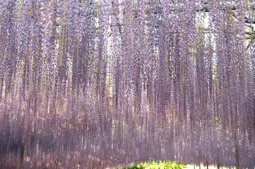 藤の花 藤の花の写真