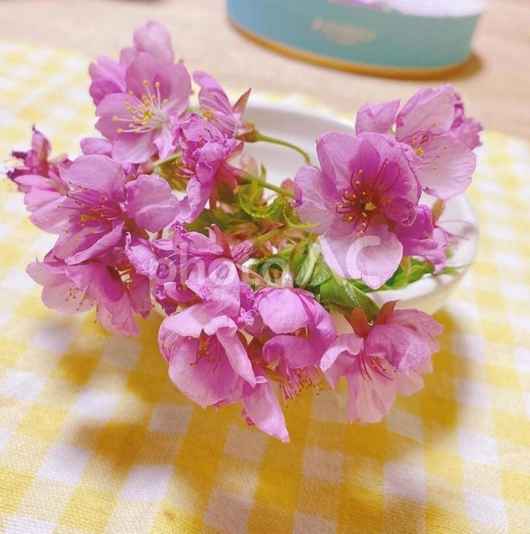 八重桜(ヤエザクラ)の花たち ピンク,フラワーアレンジメント,鮮やかの写真素材