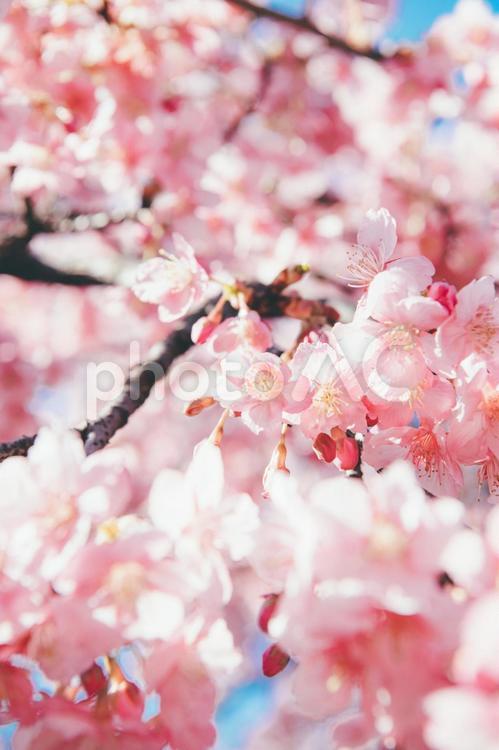 桜　素材　イメージ 桜,サクラ,青空の写真素材