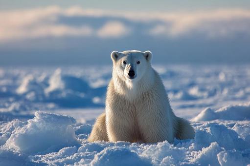 白い世界に生きる、堂々たるホッキョクグマの写真