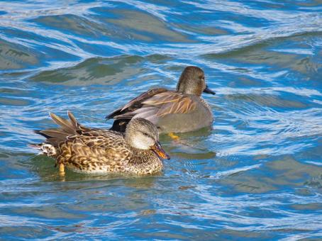仲良く泳ぐオカヨシガモの夫婦 オカヨシガモ,野鳥,動物の写真素材