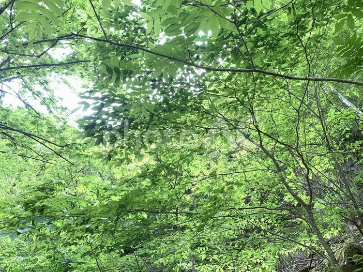 木漏れ日 木漏れ日,新緑,初夏の写真素材