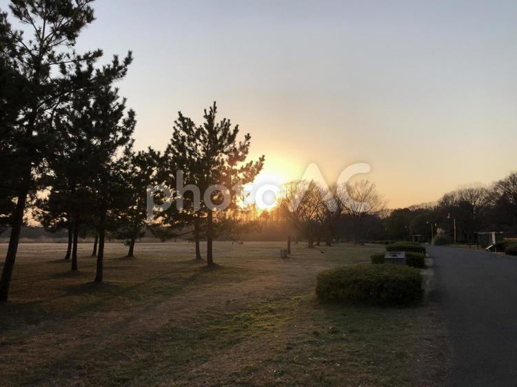 公園と木々 公園,広場,陽光の写真素材