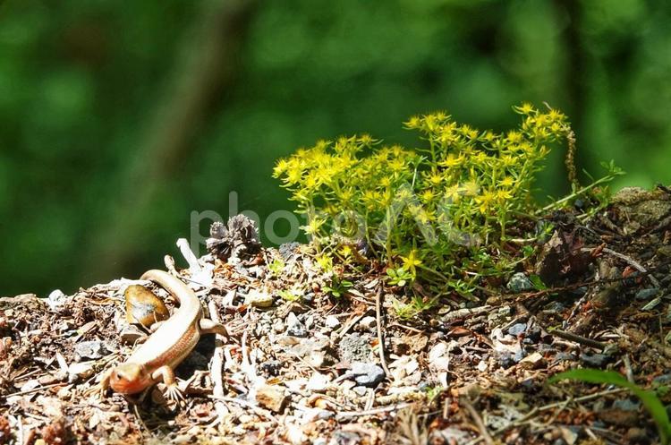 トカゲとマンネングサとのハーモニー 山,自然,癒しの写真素材