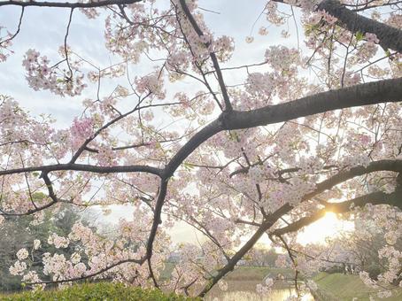 満開の桜と陽射し 満開の桜と陽射しの写真