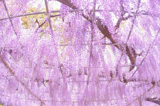 [Aichi Prefecture] Wisteria trellis at Mandaraji Park in Konan City, JPG