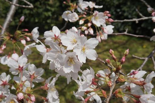 桜の花 桜の花の写真