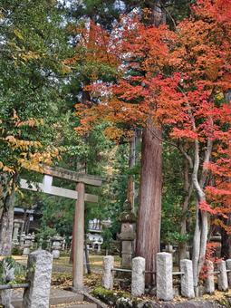福井県-大瀧神社・岡太神社-鳥居と紅葉 大瀧神社,岡太神社,神社の写真素材