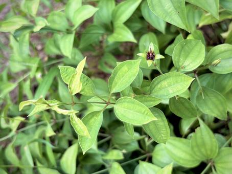 Photo, one hundred, sandalwood, lixiong, 