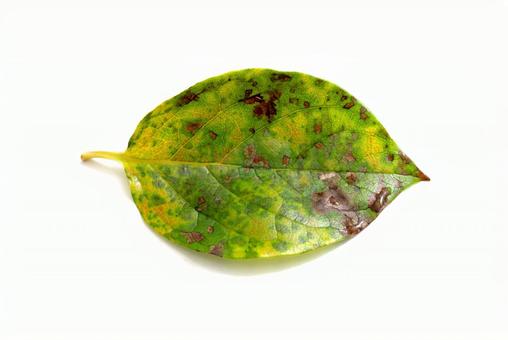 秋のイメージ 柿の葉 秋のイメージ 柿の葉 秋,柿の葉,雰囲気の写真素材