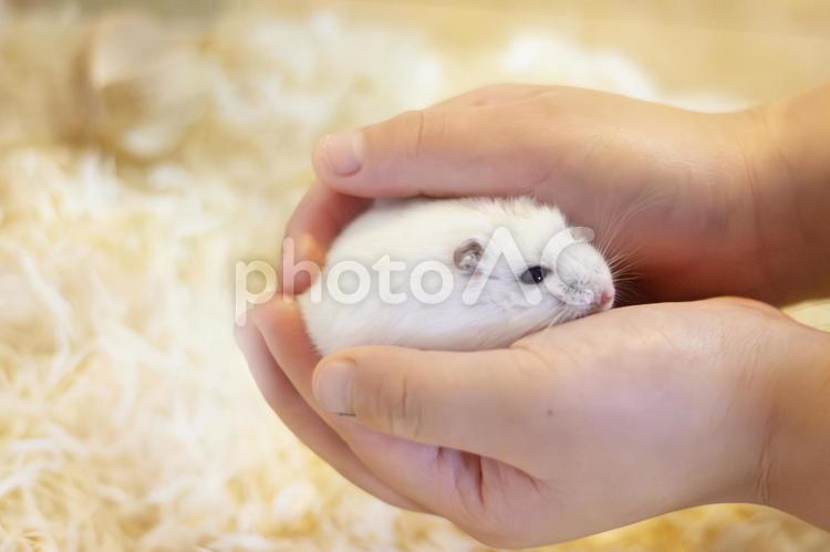 白いジャンガリアンハムスター包み込む手5 ジャンガリアンハムスター,ハムスター,パールホワイトの写真素材