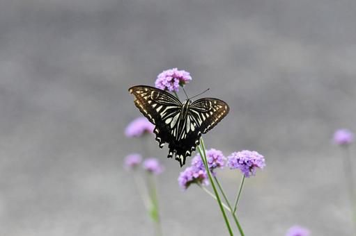 アゲハチョウと花 アゲハチョウと花の写真