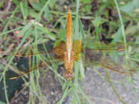 【昆虫写真】ショウジョウトンボ♀ 【昆虫写真】ショウジョウトンボ♀の写真