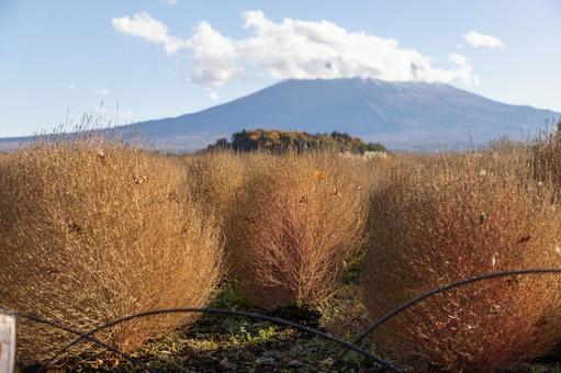大石公園 ほうき草,富士山,河口湖の写真素材