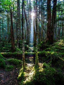 白駒の森 白駒池,カギカモジゴケ,北八ヶ岳の写真素材