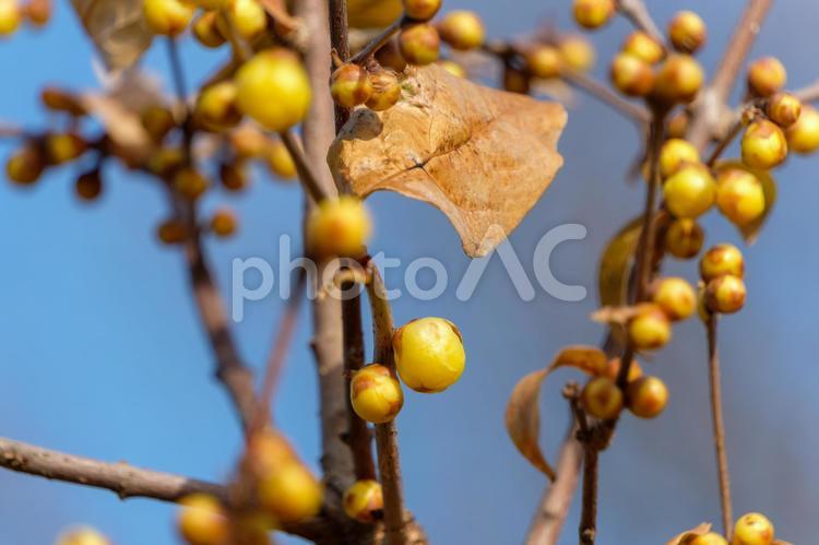 蝋梅の蕾と冬の空 ロウバイ,蝋梅,黄色の写真素材