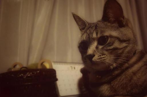 猫のいる生活 猫のいる生活の写真