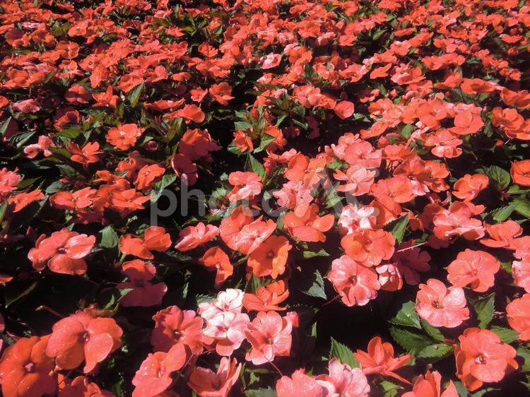 ターラント邸庭園の花（北イタリア） ターラント邸庭園,マッジョーレ湖,バッランツァの写真素材