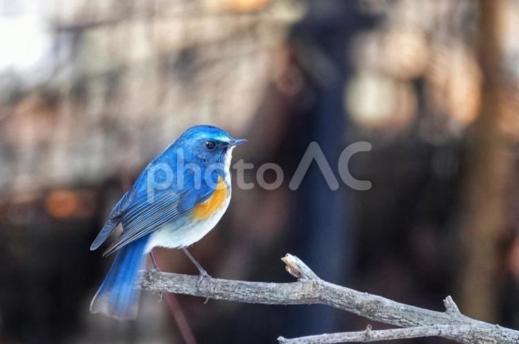 やっと出てきたね4 野鳥,生き物,動物の写真素材