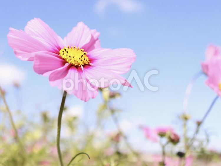 晴れた日のコスモス コスモス,秋桜,コスモス畑の写真素材