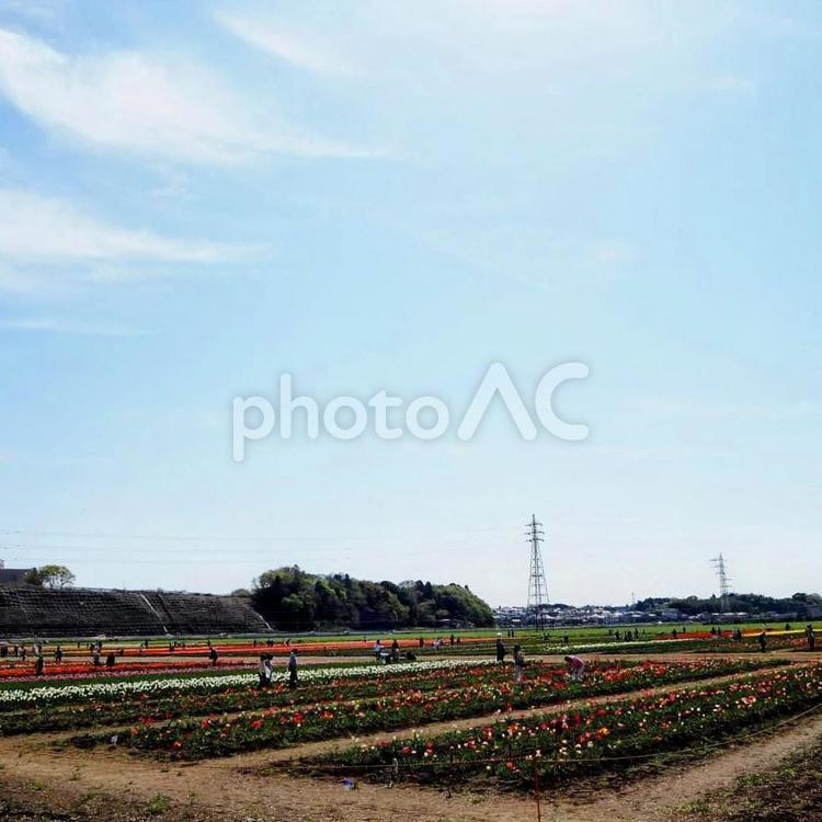 春の佐倉市・ふるさと広場のチューリップ畑 春,チューリップ,花畑の写真素材
