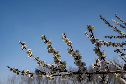 みさと梅林周辺の景色 みさと梅林,梅,花の写真素材
