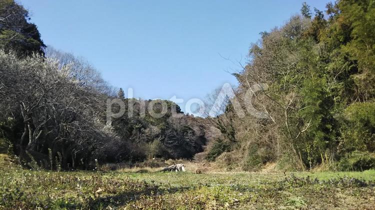 樹木　 樹木,草むら,地方の写真素材