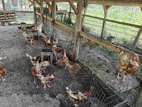 鶏小屋 鶏小屋 鶏小屋,鶏,小屋の写真素材