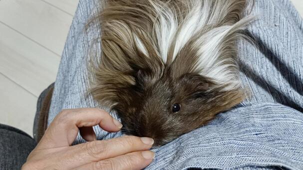 モルモットをなでなで モルモット,撫でる,手の写真素材