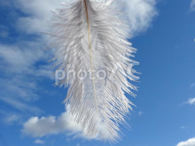 空と羽根 空,羽根,自然の写真素材