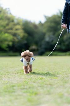 春の公園で散歩するトイプードル 春の公園で散歩するトイプードルの写真