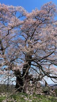 cherry blossoms, JPG