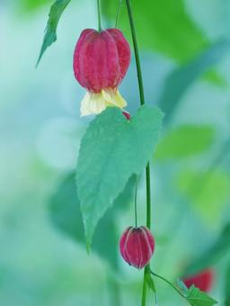 可愛いチロリアンランプ 可愛いチロリアンランプの写真