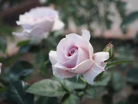バラ園にて綺麗な薔薇を撮影しました 花,薔薇,自然の写真素材
