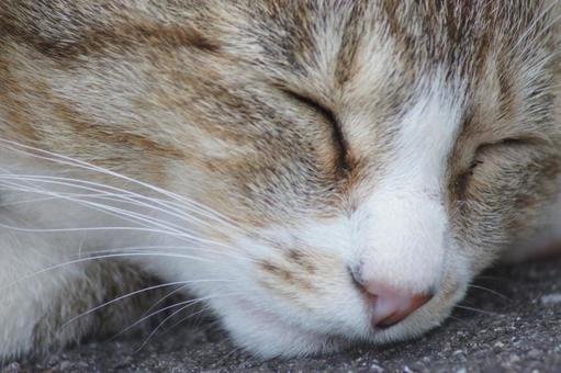 ねこ にゃんこ,可愛い,野良猫の写真素材