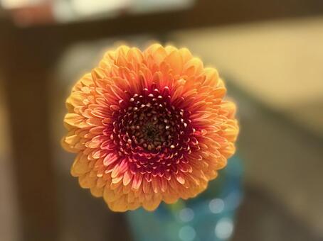 オレンジ色のガーベラ 春,ガーベラ,オレンジ色の写真素材