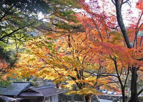 色とりどりの紅葉 色とりどりの紅葉の写真