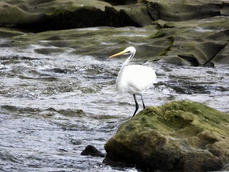 魚を狙うダイサギの写真