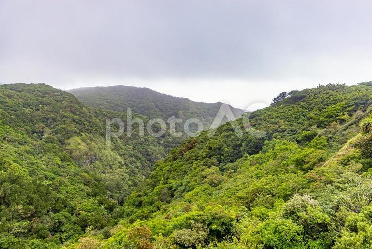小笠原諸島・母島　乳房山の風景　 乳房山,山,小笠原諸島の写真素材