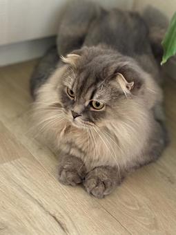 見つめる猫 見つめる猫の写真