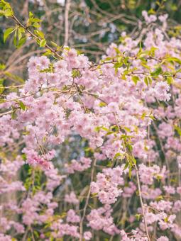 桜 桜 桜,新緑,春の写真素材